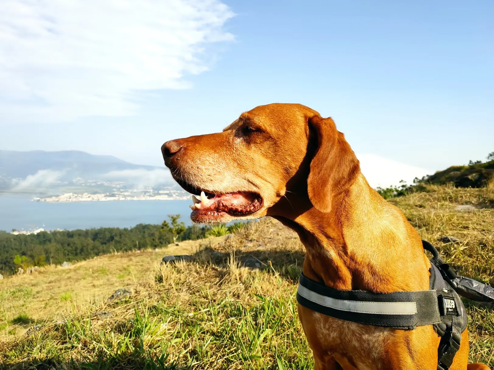 Rambo, un Braco Húngaro de color marrón, lleva un arnés Julius K9 negro. Está sentado en un campo de hierba con una leve inclinación. Al fondo, se puede ver un lago rodeado de montañas, y un pueblo en la distancia. El cielo está parcialmente nublado, con algunas nubes blancas dispersas. La luz del sol ilumina a Rambo, destacando su expresión tranquila y alerta mientras mira hacia un lado, con la boca ligeramente abierta y mostrando los colmillos.