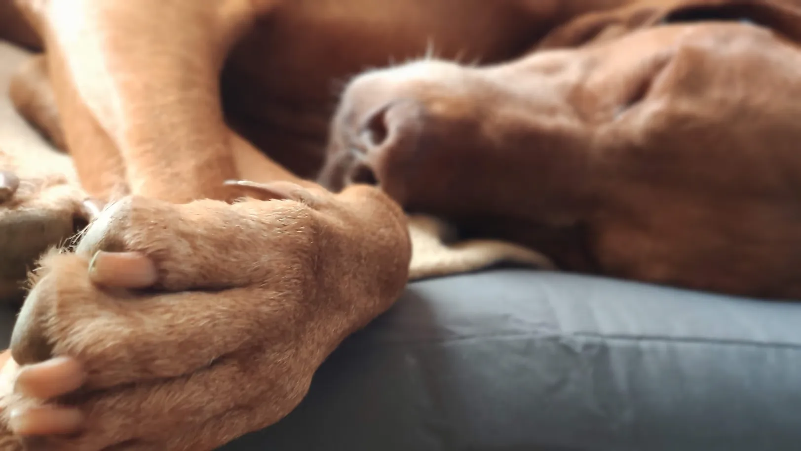 Rambo, un Braco Húngaro de color marrón, está durmiendo plácidamente. Se puede ver su cara de perfil y sus patas delanteras en primer plano. La imagen captura la textura de su pelaje y la suavidad de su respiración mientras descansa sobre una superficie acolchada. Sus patas están relajadas y se puede apreciar el detalle de sus uñas. La escena transmite tranquilidad y confort.