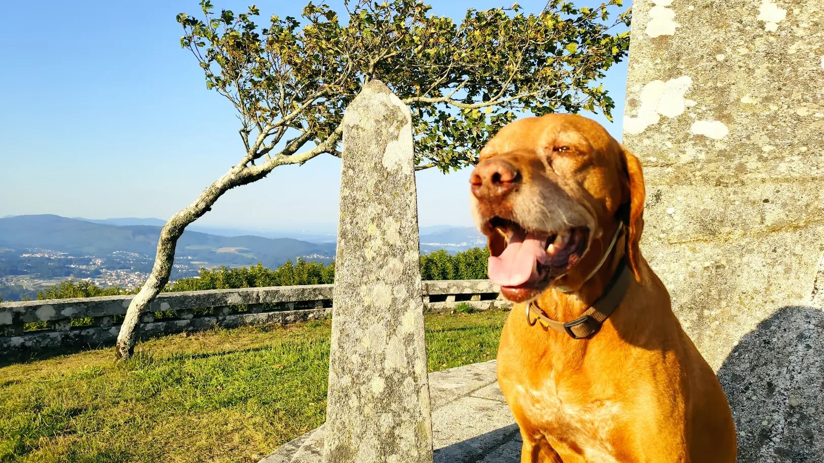 Rambo, un Braco Húngaro de color marrón, está sentado junto a una estructura de piedra en un mirador con vistas panorámicas de Galicia. Lleva un collar y está jadeando, con la boca abierta y la lengua fuera. Detrás de él, se puede ver un árbol torcido y las colinas onduladas que se extienden hasta el horizonte. El cielo es despejado y azul, y la luz del sol ilumina la escena, resaltando la vegetación verde y las estructuras de piedra envejecida.