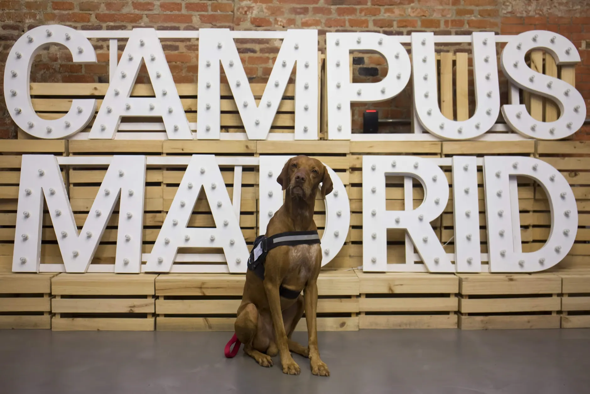 Rambo, un Braco Húngaro de color marrón, está sentado frente a un gran letrero luminoso que dice "CAMPUS MADRID". El letrero está compuesto por letras blancas con bombillas y está montado sobre una estructura de madera clara. La pared de fondo es de ladrillo visto. Rambo lleva un arnés Julius K9 negro y tiene una expresión tranquila mientras mira directamente a la cámara. Este espacio es parte del Campus Madrid, un lugar de Google utilizado para eventos.